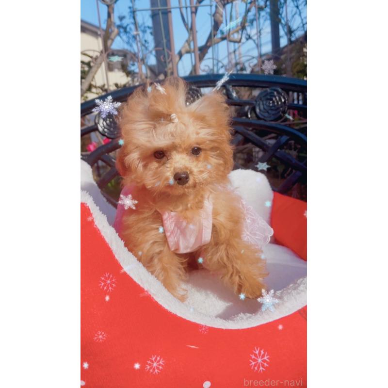 販売中の千葉県のティーカッププードル-415649の5枚目