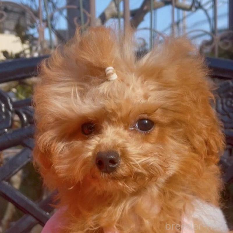 販売中の千葉県のティーカッププードル-415649の4枚目