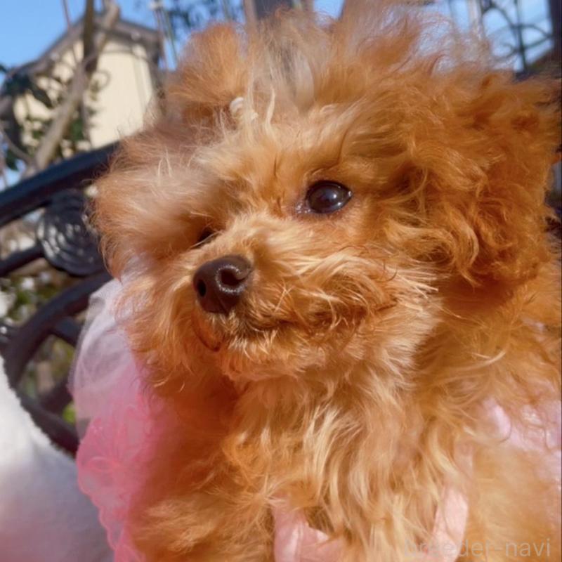 販売中の千葉県のティーカッププードル-415649の2枚目