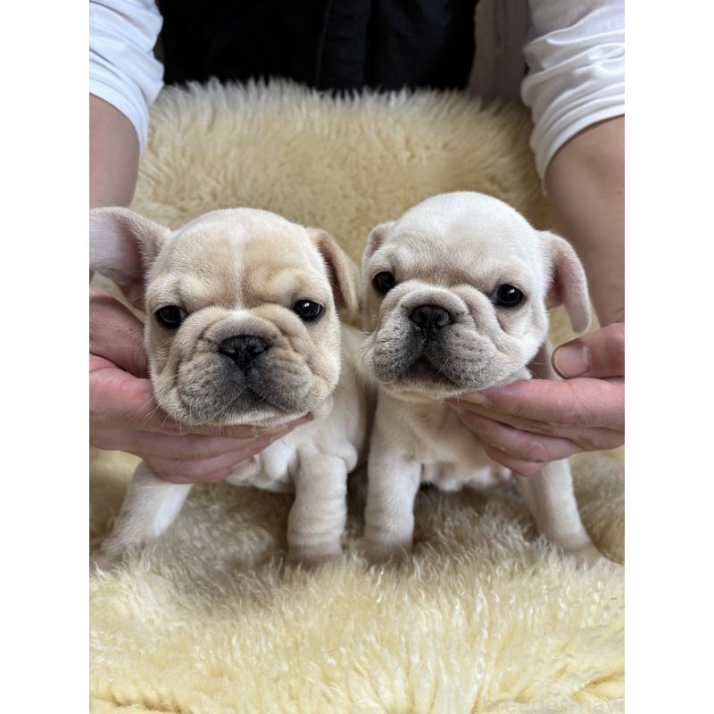 販売中の和歌山県のフレンチブルドッグ-426874の12枚目