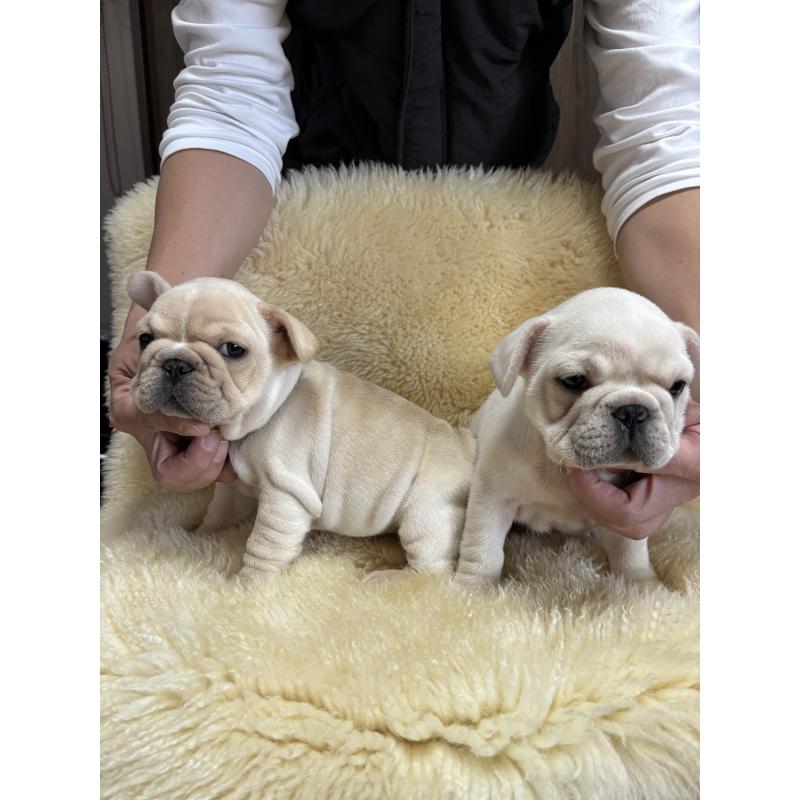 販売中の和歌山県のフレンチブルドッグ-426874の11枚目