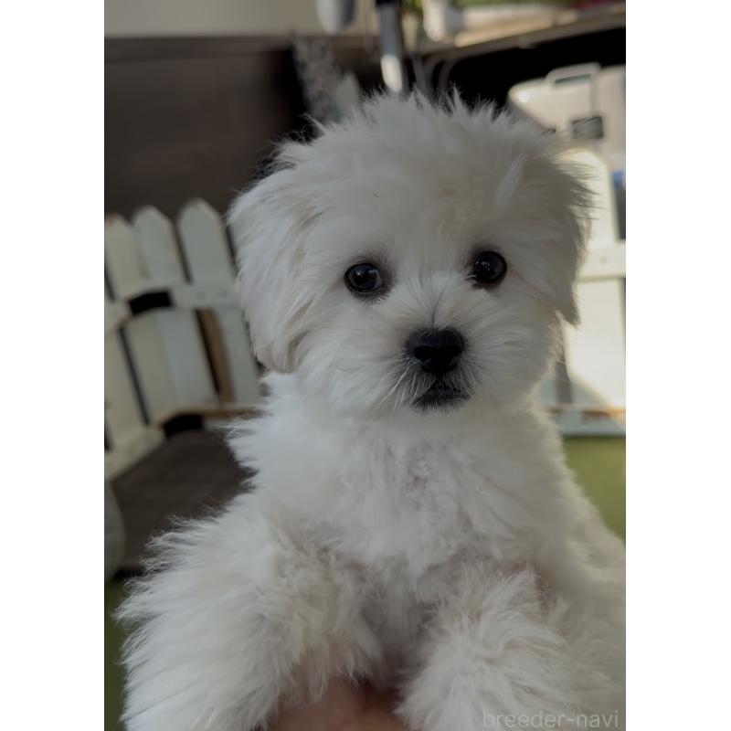 販売中の福岡県のミックス犬-415304の3枚目