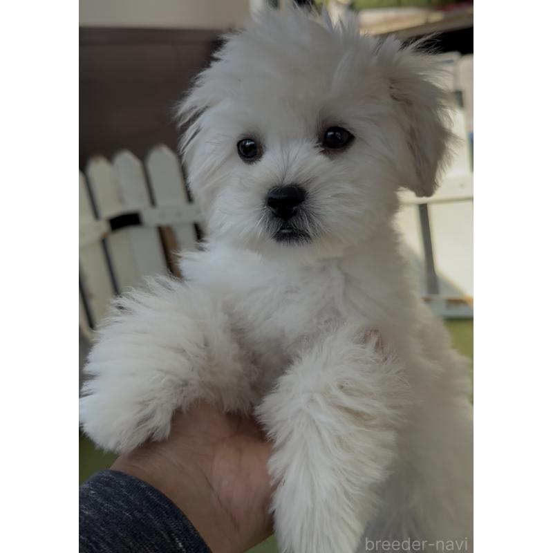 販売中の福岡県のミックス犬-415304の2枚目