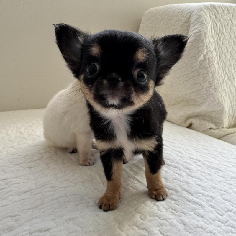 販売中の東京都のチワワ(ロングコート)-428846