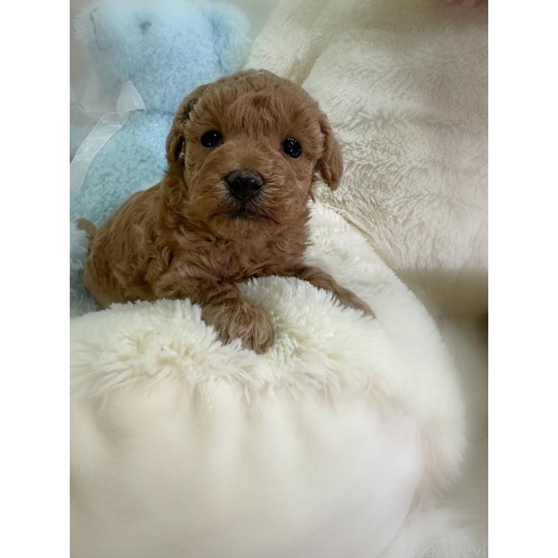 販売中の香川県のトイプードル-431837の5枚目