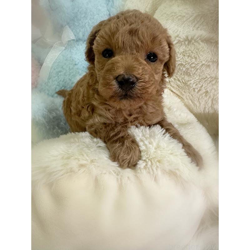 販売中の香川県のトイプードル-431837の4枚目