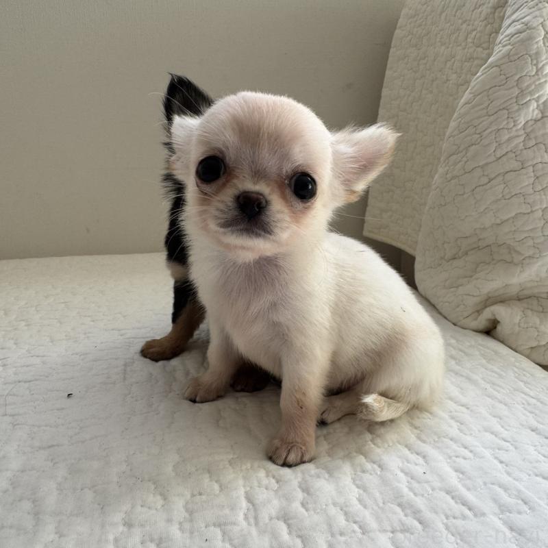 販売中の東京都のチワワ(ロングコート)-428844