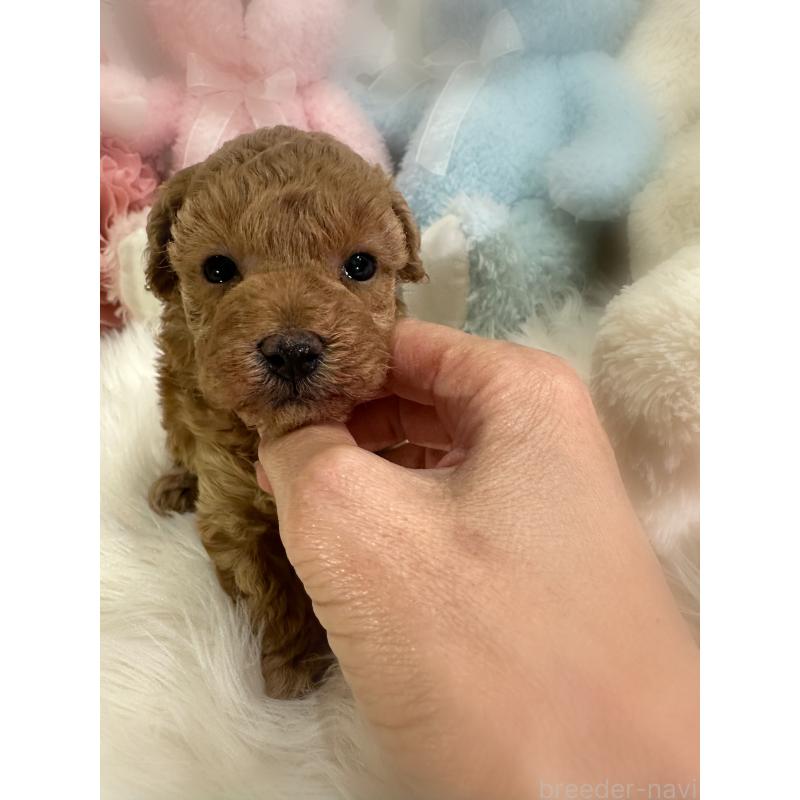 販売中の香川県のトイプードル-431837の3枚目