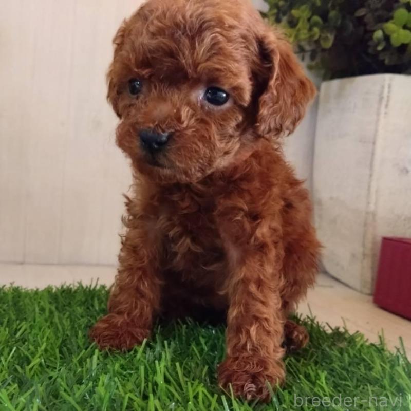 販売中の三重県のティーカッププードル-431836