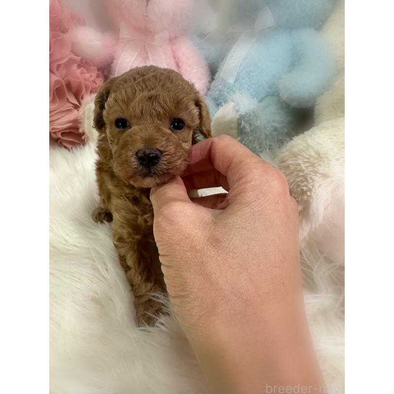 販売中の香川県のトイプードル-431837の2枚目