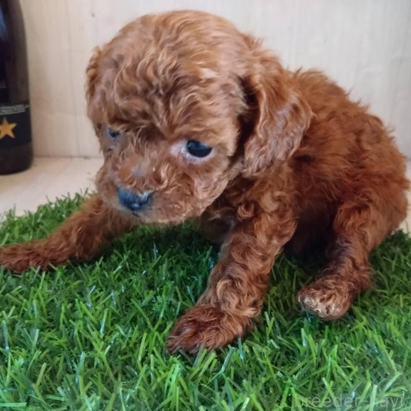 販売中の三重県のティーカッププードル-431836の17枚目