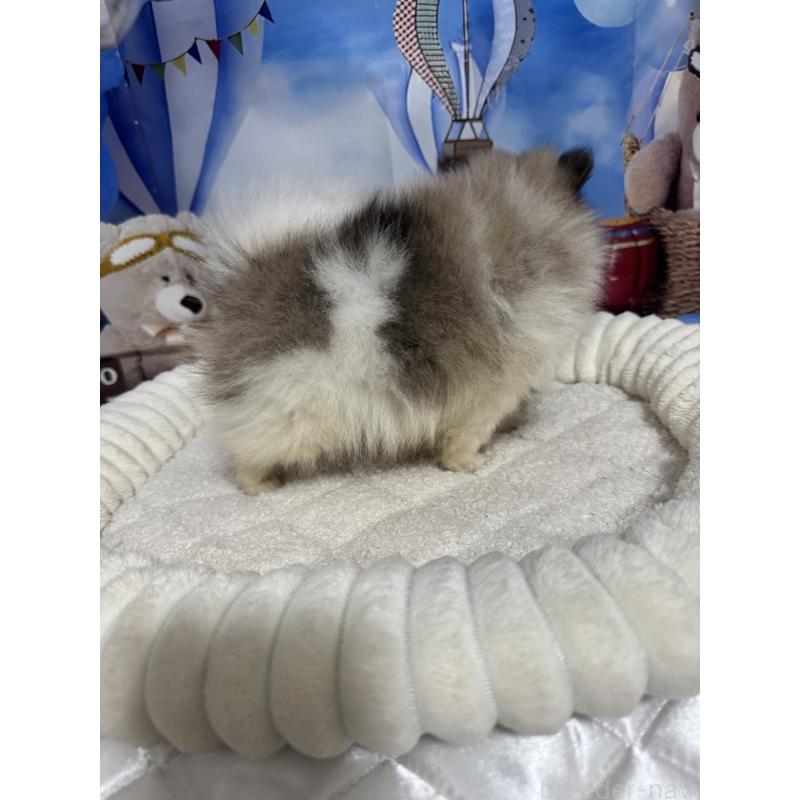 販売中の埼玉県のポメラニアン-426917の3枚目