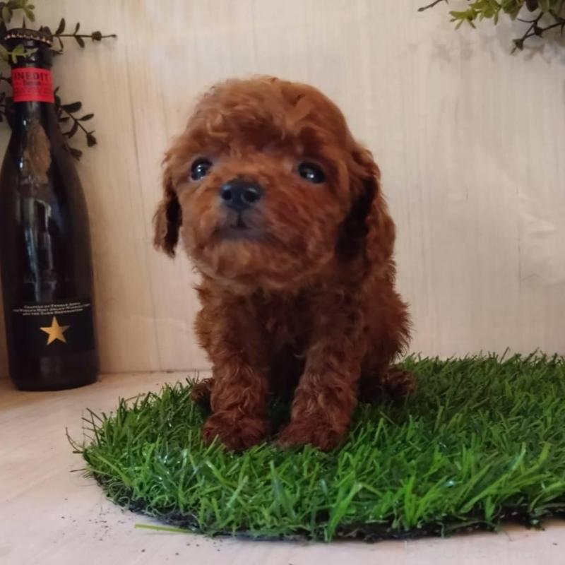 販売中の三重県のティーカッププードル-431836の16枚目