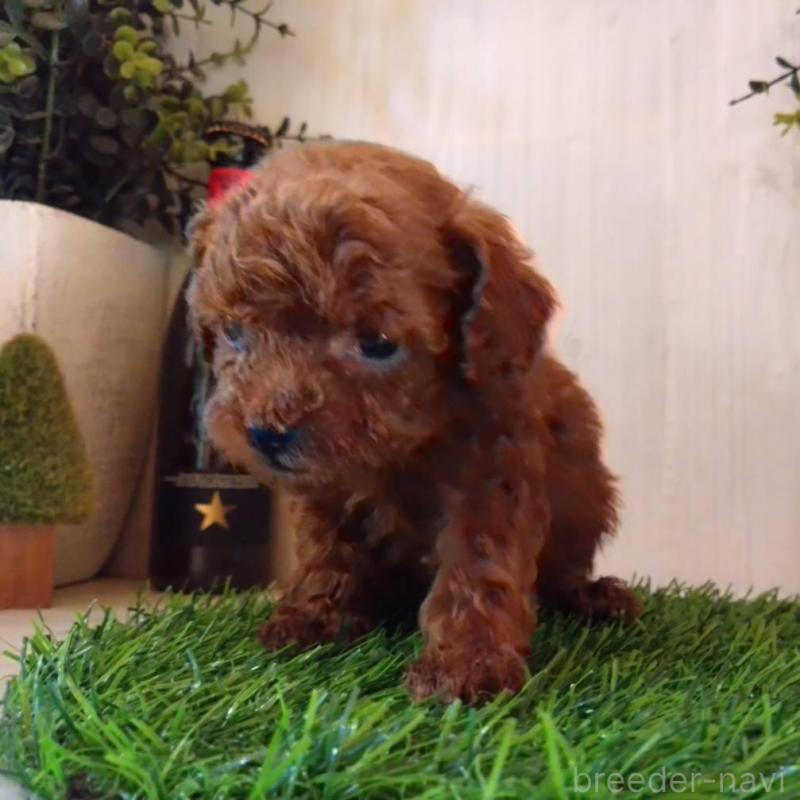 販売中の三重県のティーカッププードル-431836の14枚目