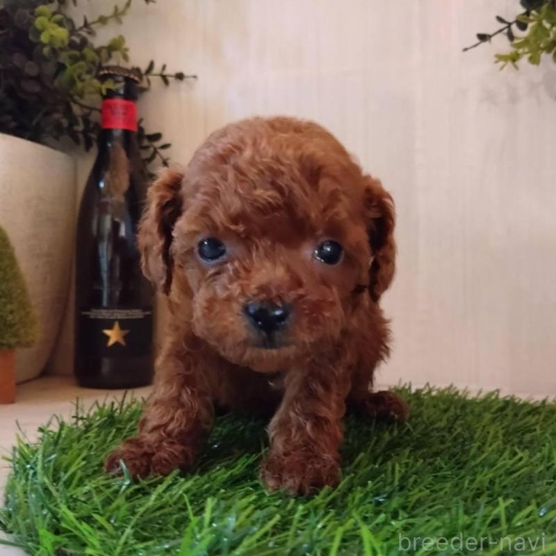 販売中の三重県のティーカッププードル-431836の13枚目