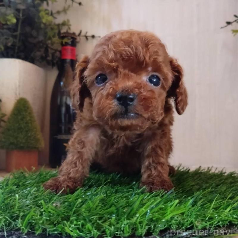 販売中の三重県のティーカッププードル-431836の12枚目