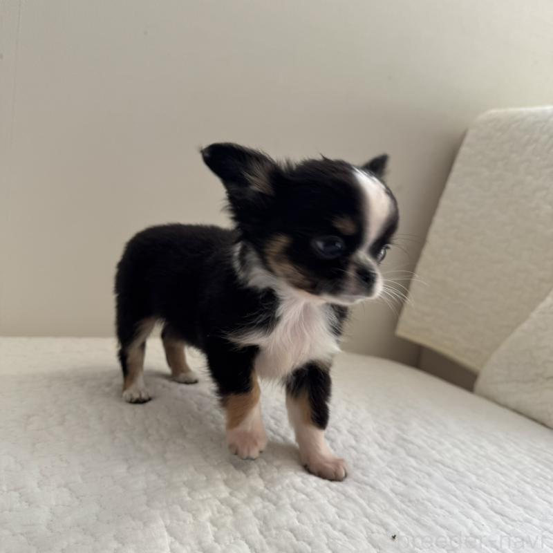 販売中の東京都のチワワ(ロングコート)-428835の6枚目