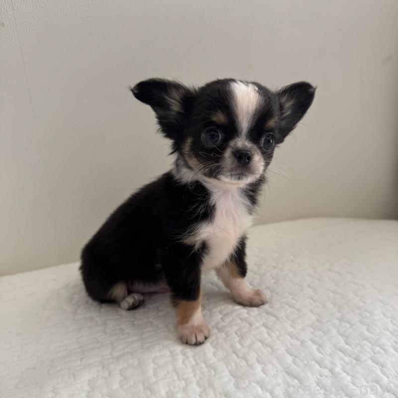 販売中の東京都のチワワ(ロングコート)-428835の5枚目