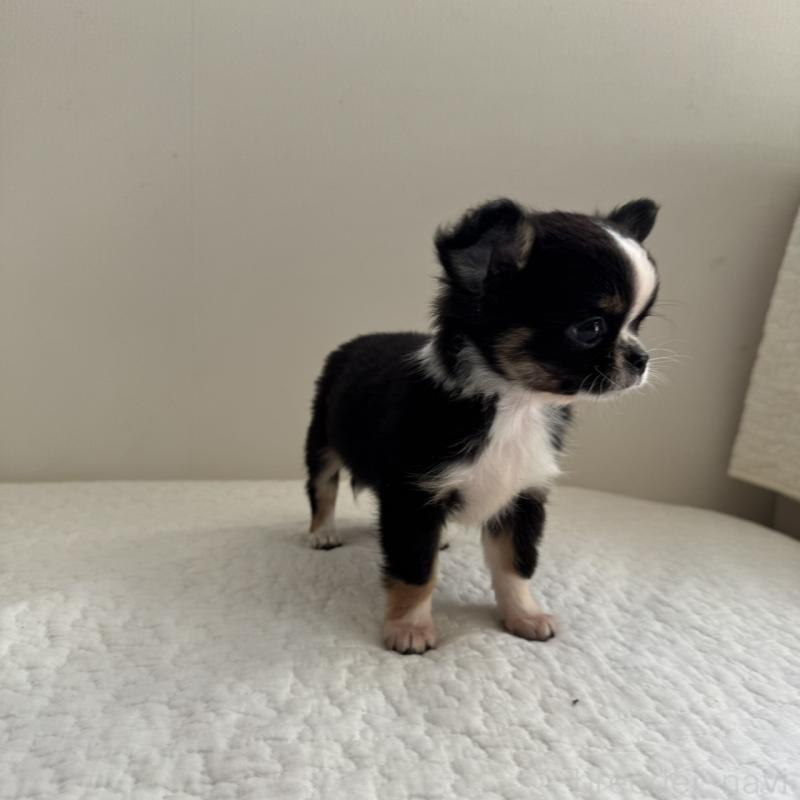 販売中の東京都のチワワ(ロングコート)-428835の3枚目