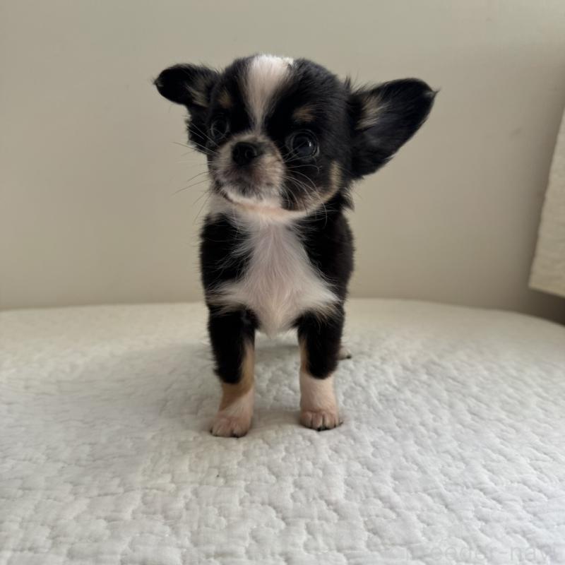 販売中の東京都のチワワ(ロングコート)-428835の2枚目