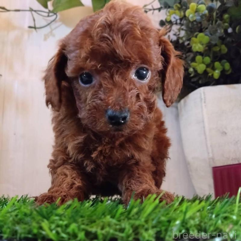 販売中の三重県のタイニープードル-431838の1枚目