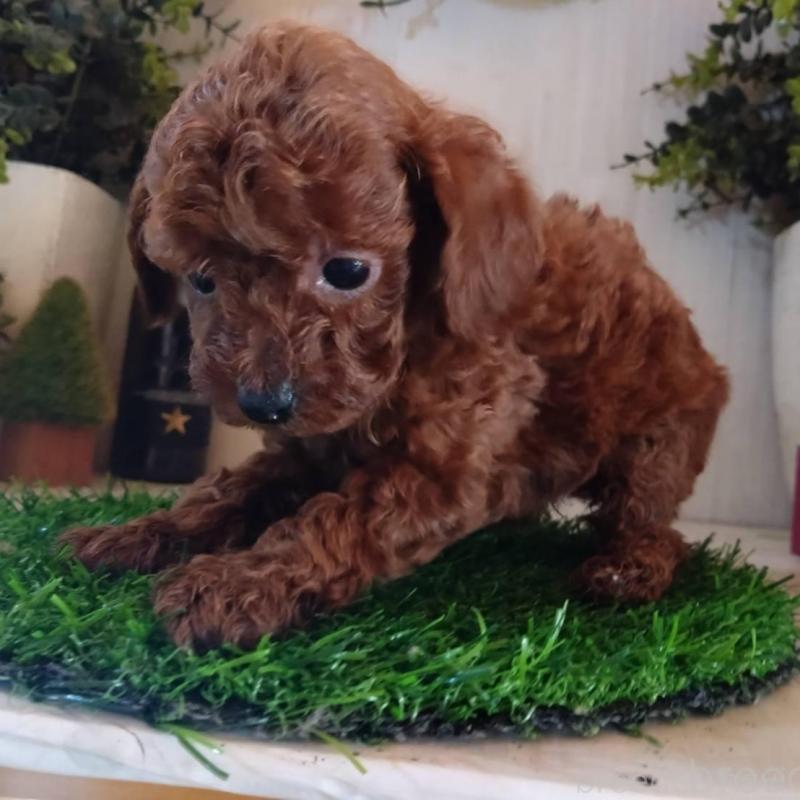 販売中の三重県のタイニープードル-431838の11枚目