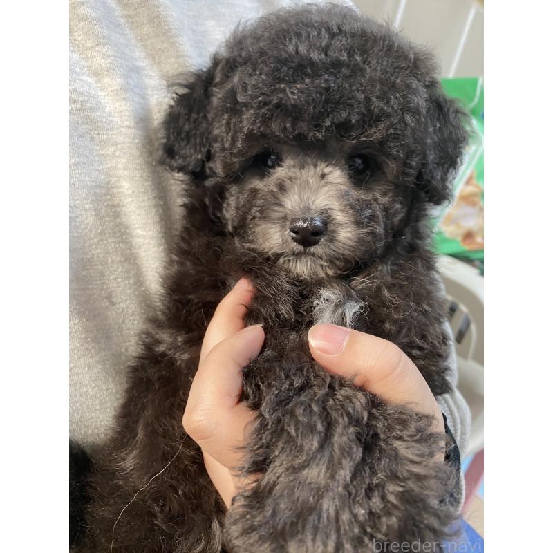 成約済の岡山県のトイプードル-426010の3枚目