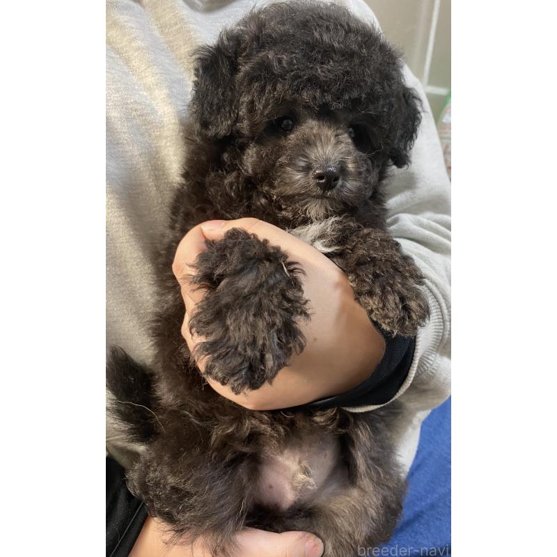 成約済の岡山県のトイプードル-426010の2枚目