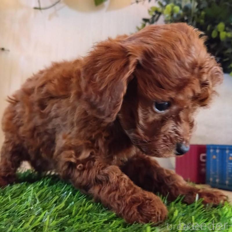 販売中の三重県のタイニープードル-431838の10枚目