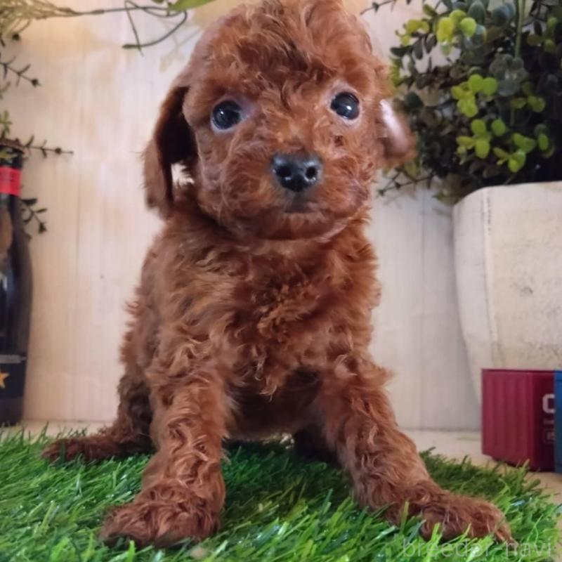 販売中の三重県のタイニープードル-431838の9枚目