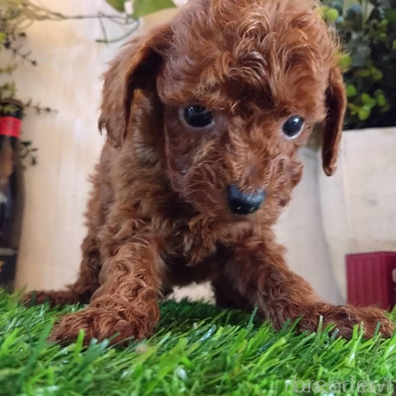 販売中の三重県のタイニープードル-431838の8枚目