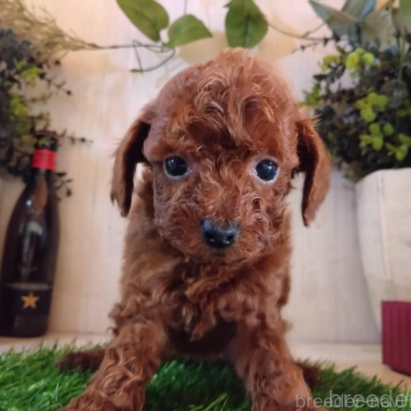 販売中の三重県のタイニープードル-431838の7枚目