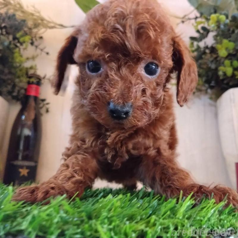 販売中の三重県のタイニープードル-431838の6枚目