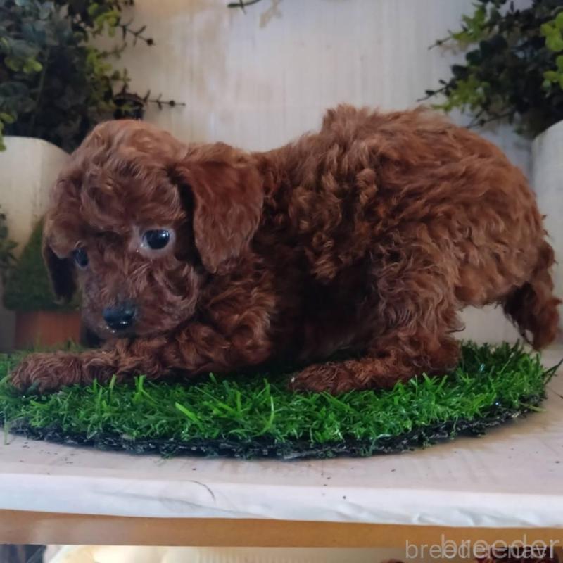 販売中の三重県のタイニープードル-431838の5枚目