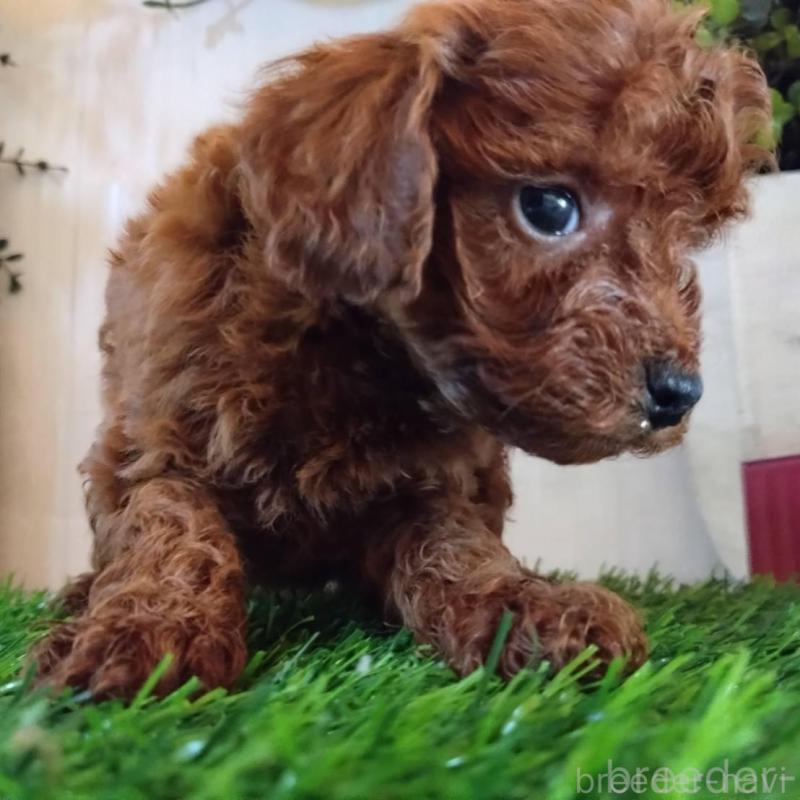 販売中の三重県のタイニープードル-431838の4枚目