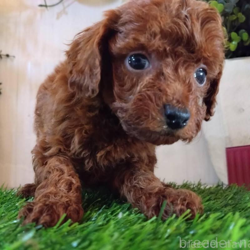 販売中の三重県のタイニープードル-431838の3枚目