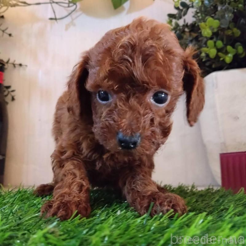 販売中の三重県のタイニープードル-431838の2枚目