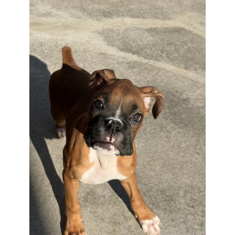 成約済の滋賀県のボクサー-424330の7枚目