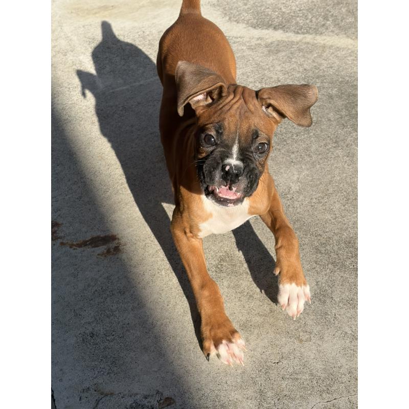 成約済の滋賀県のボクサー-424330の6枚目