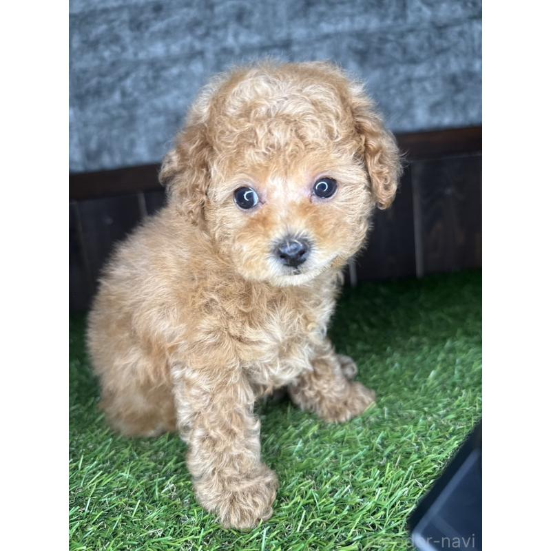 販売中の茨城県のトイプードル-426904の2枚目