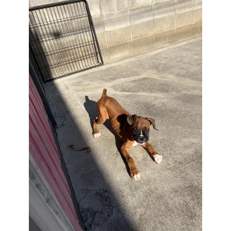 成約済の滋賀県のボクサー-424330の5枚目