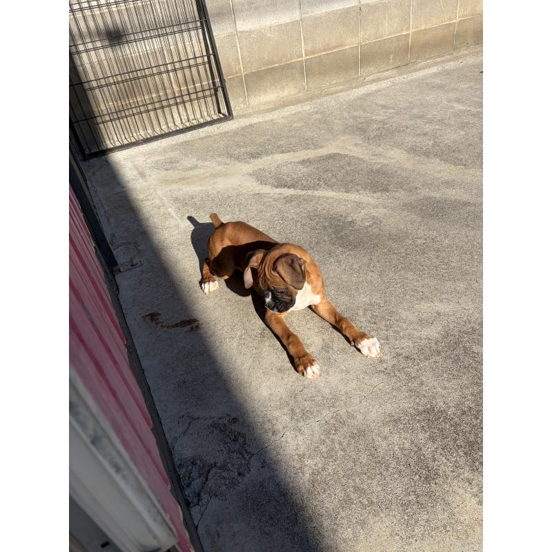 成約済の滋賀県のボクサー-424330の4枚目