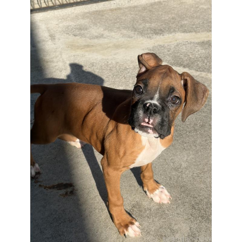 成約済の滋賀県のボクサー-424330の3枚目