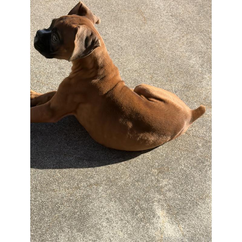 成約済の滋賀県のボクサー-424330の2枚目