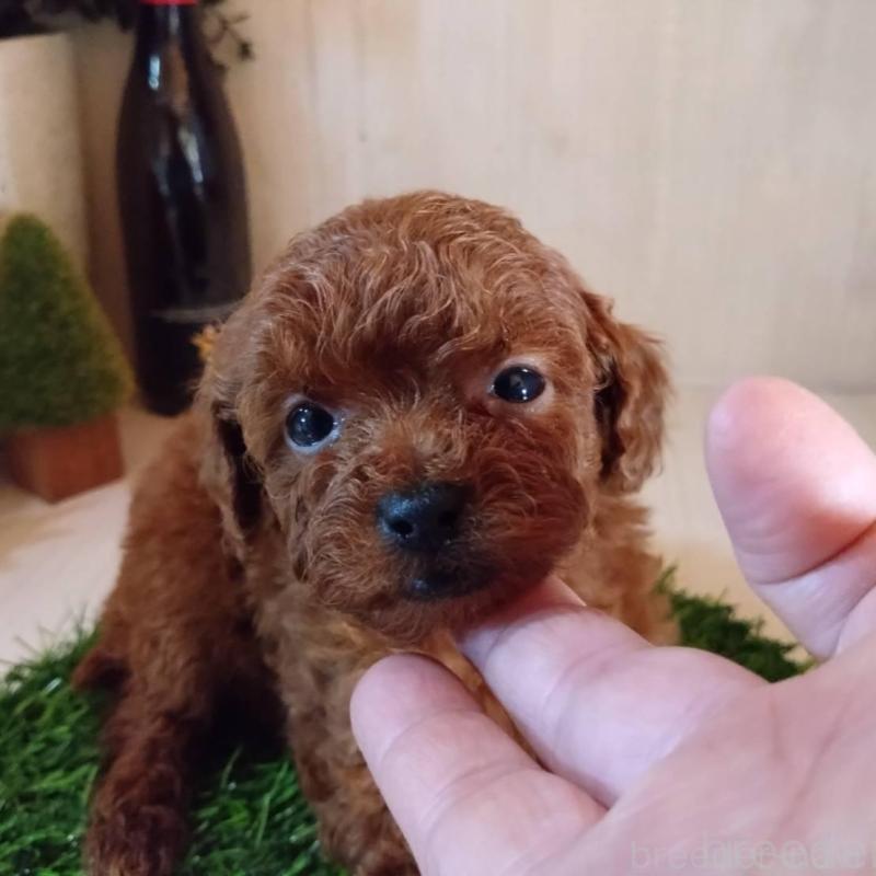 販売中の三重県のティーカッププードル-431839の10枚目