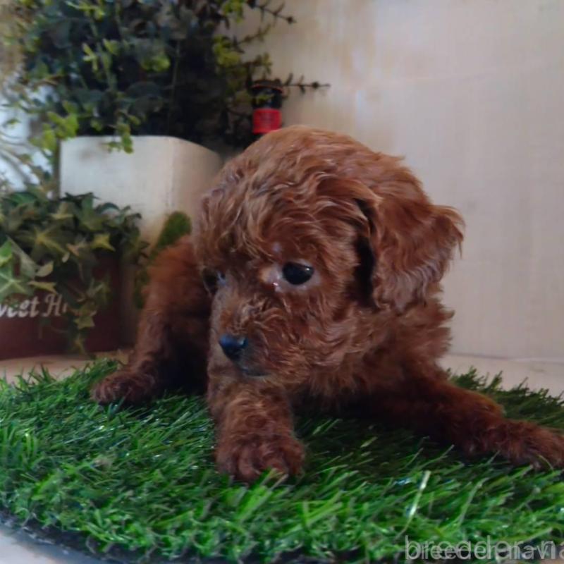 販売中の三重県のティーカッププードル-431839の9枚目