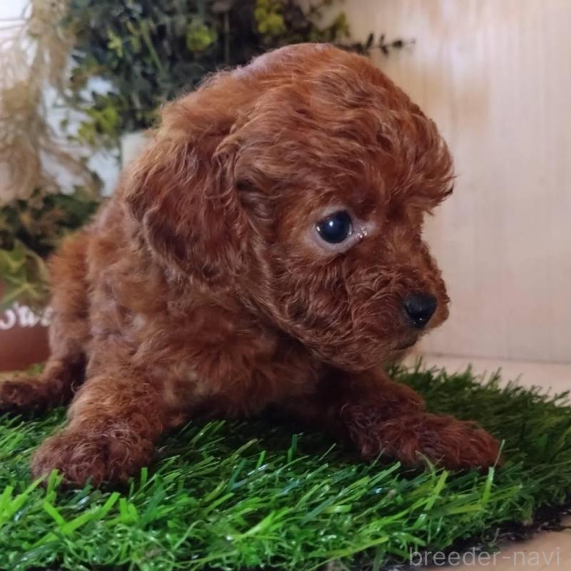 販売中の三重県のティーカッププードル-431839の8枚目