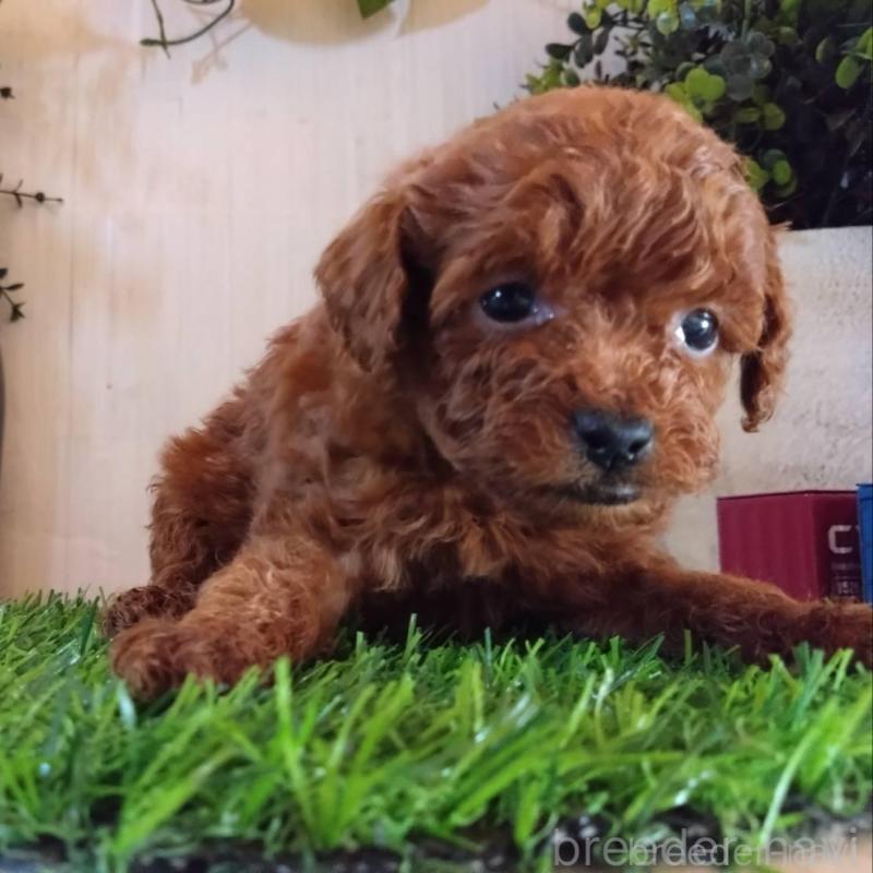 販売中の三重県のティーカッププードル-431839の7枚目