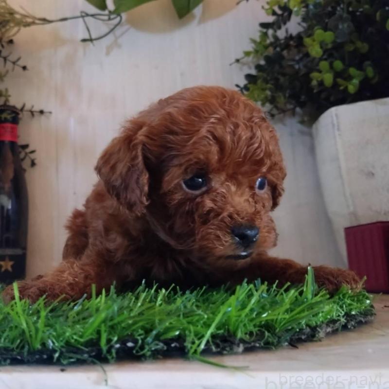 販売中の三重県のティーカッププードル-431839の6枚目