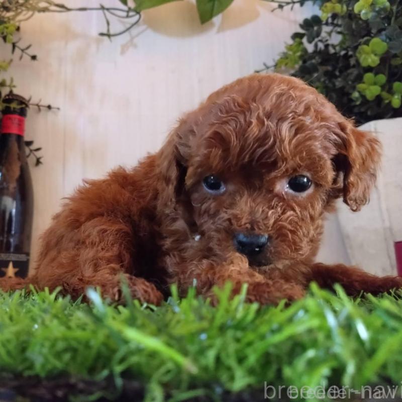 販売中の三重県のティーカッププードル-431839の5枚目